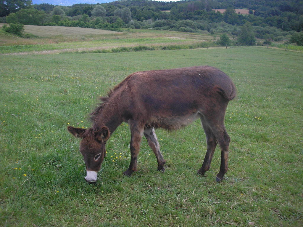 Agroturism Stara Stala Hotel Borut Kültér fotó