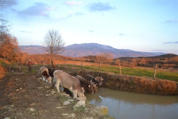 Agroturism Stara Stala Hotel Borut Kültér fotó